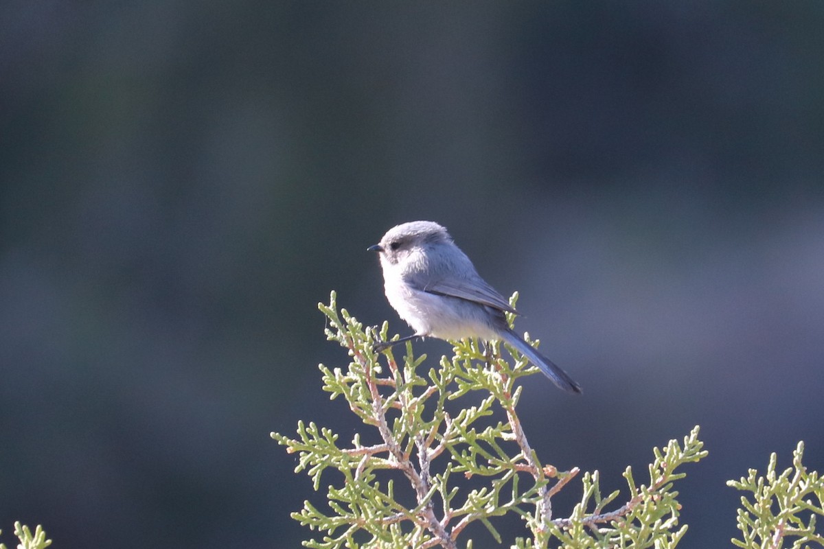 Bushtit - ML54289741