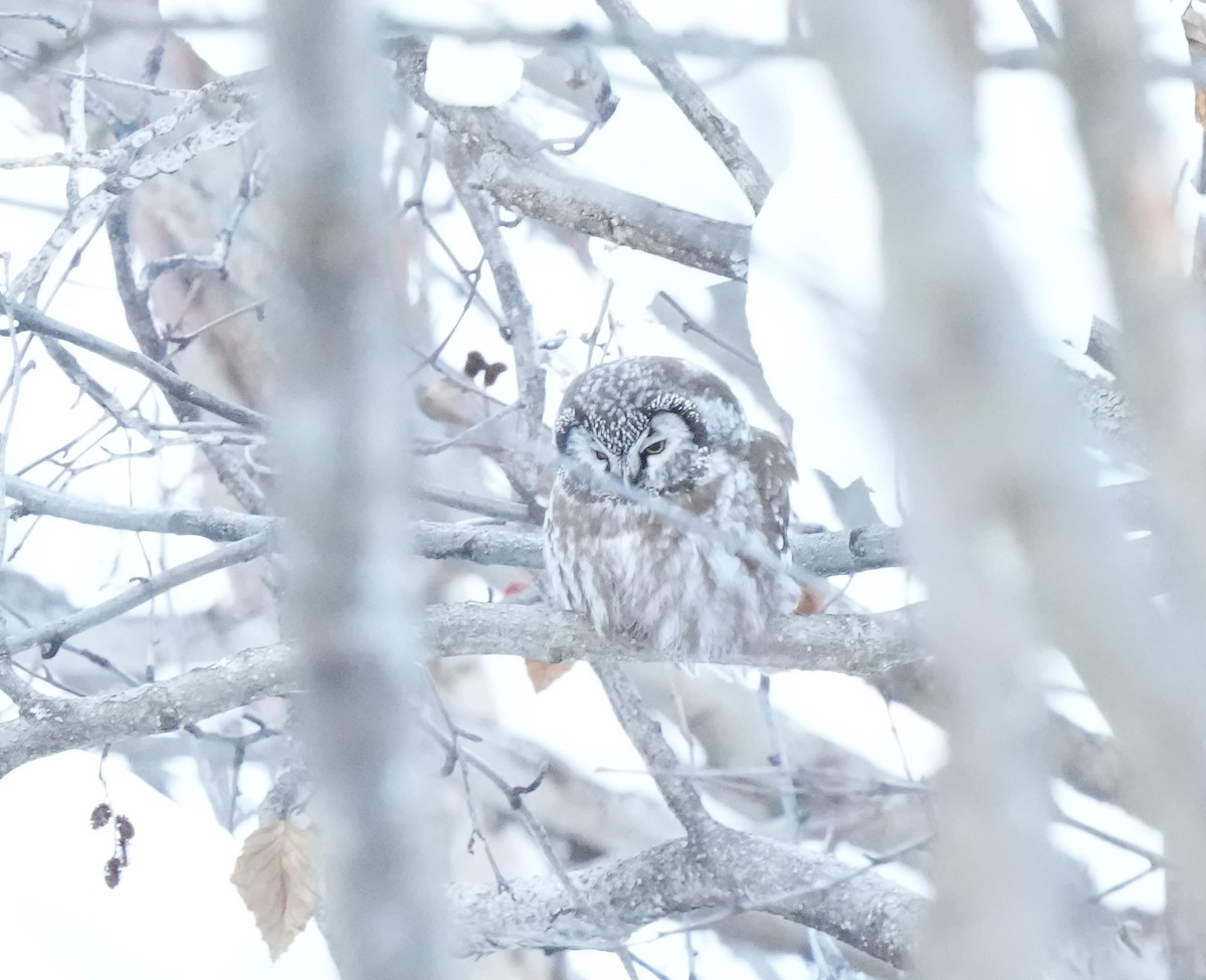 Boreal Owl - ML542897421