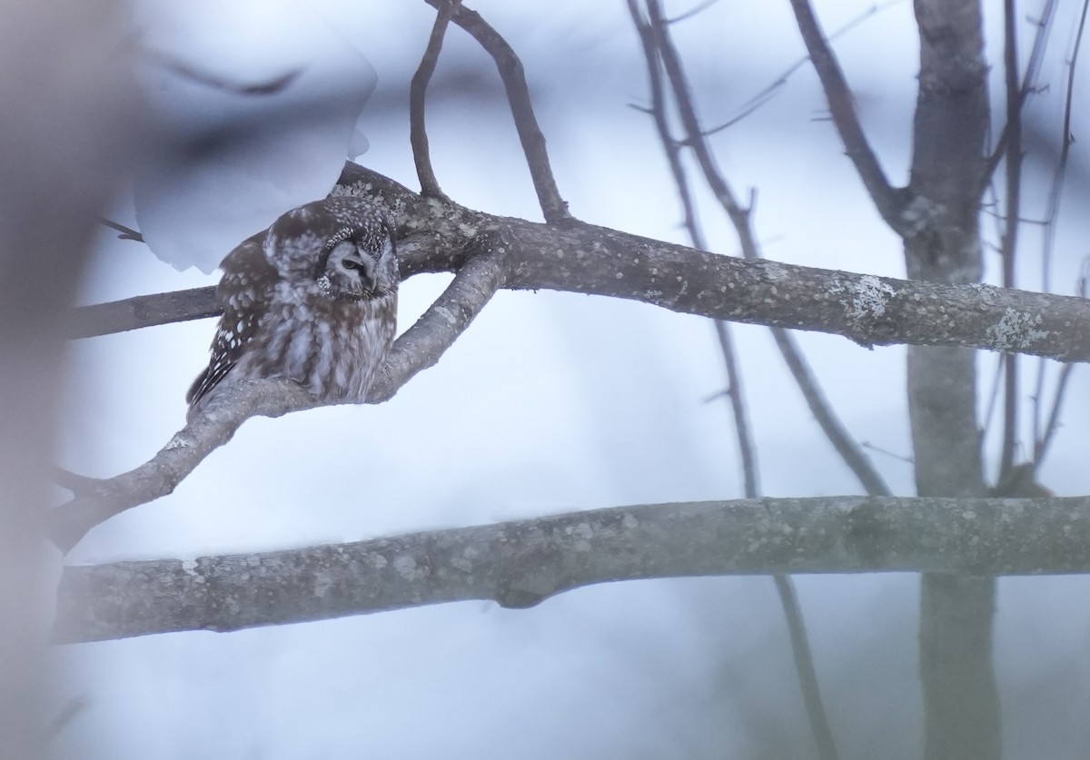 Boreal Owl - ML542897431