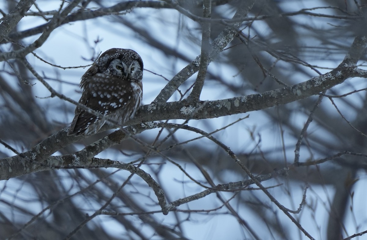 Boreal Owl - ML542897451