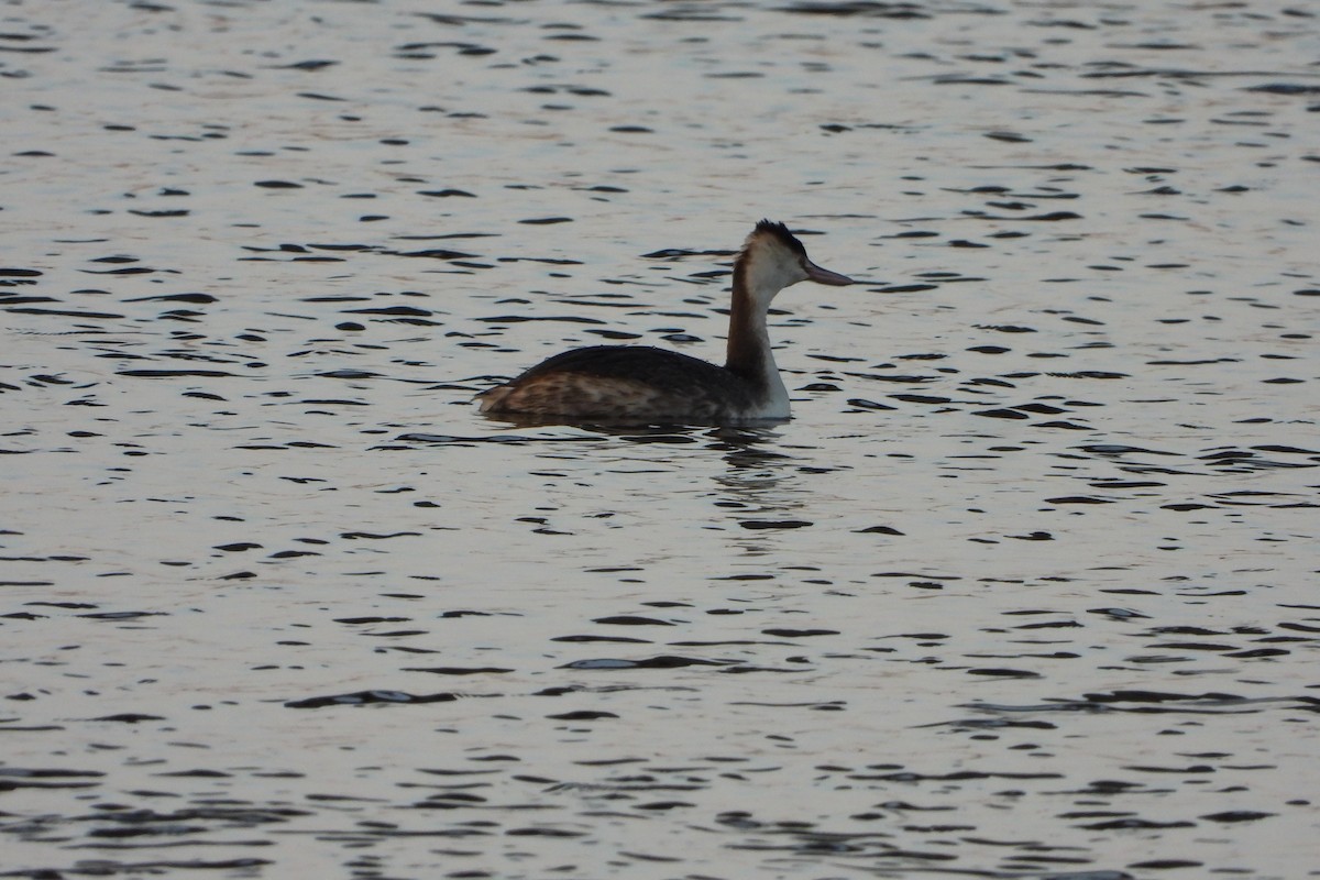 Great Crested Grebe - ML542898321