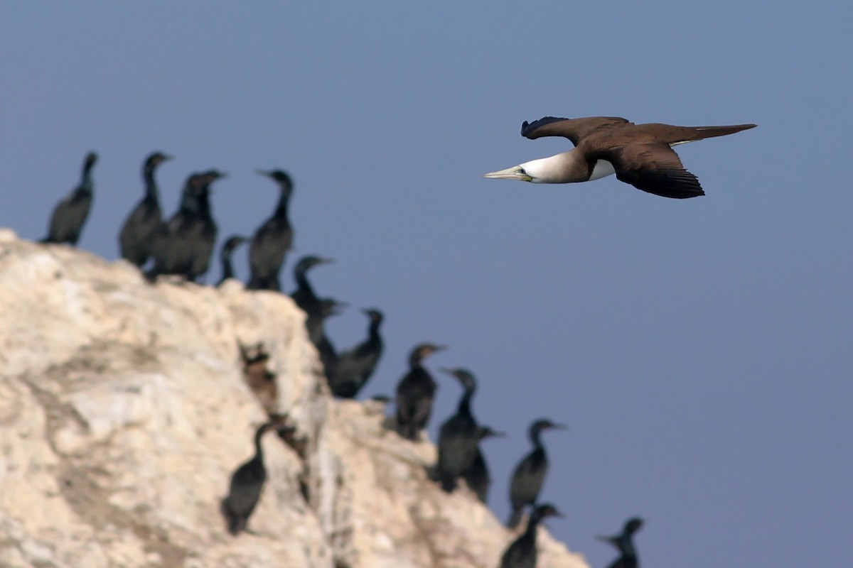 Brown Booby - Matt Sadowski