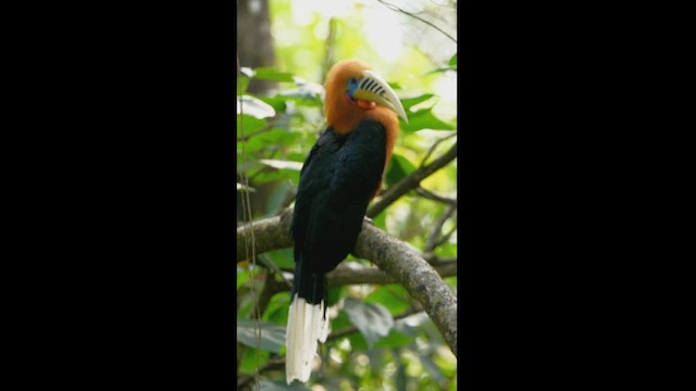 Rufous-necked Hornbill - ML542899621