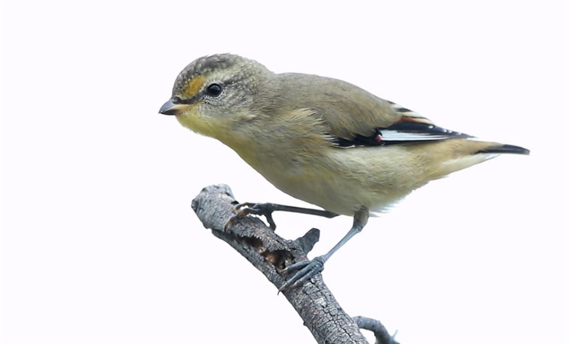 Pardalote à point jaune - ML542901551