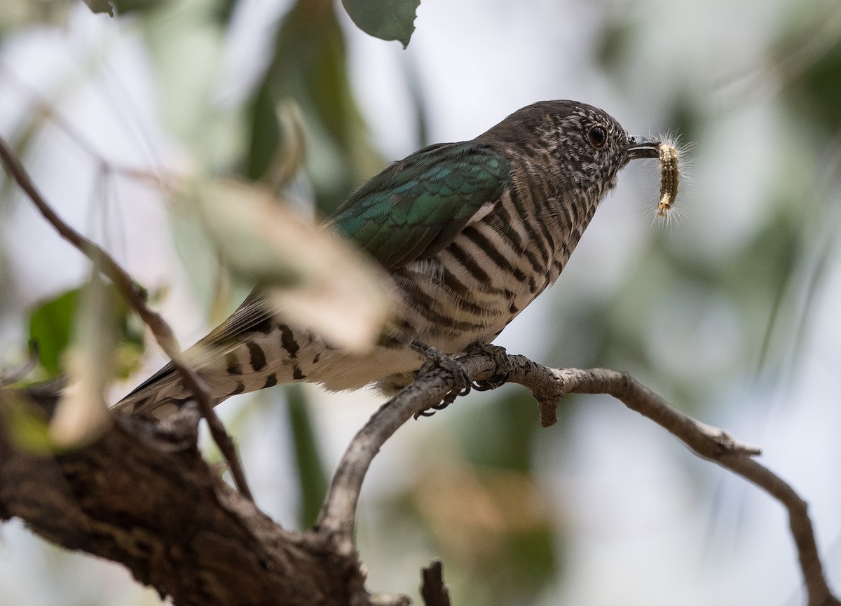 Shining Bronze-Cuckoo - ML542904781