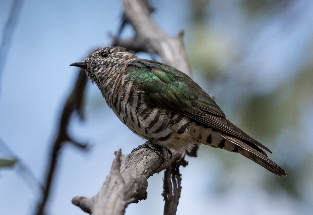 Shining Bronze-Cuckoo - ML542904791