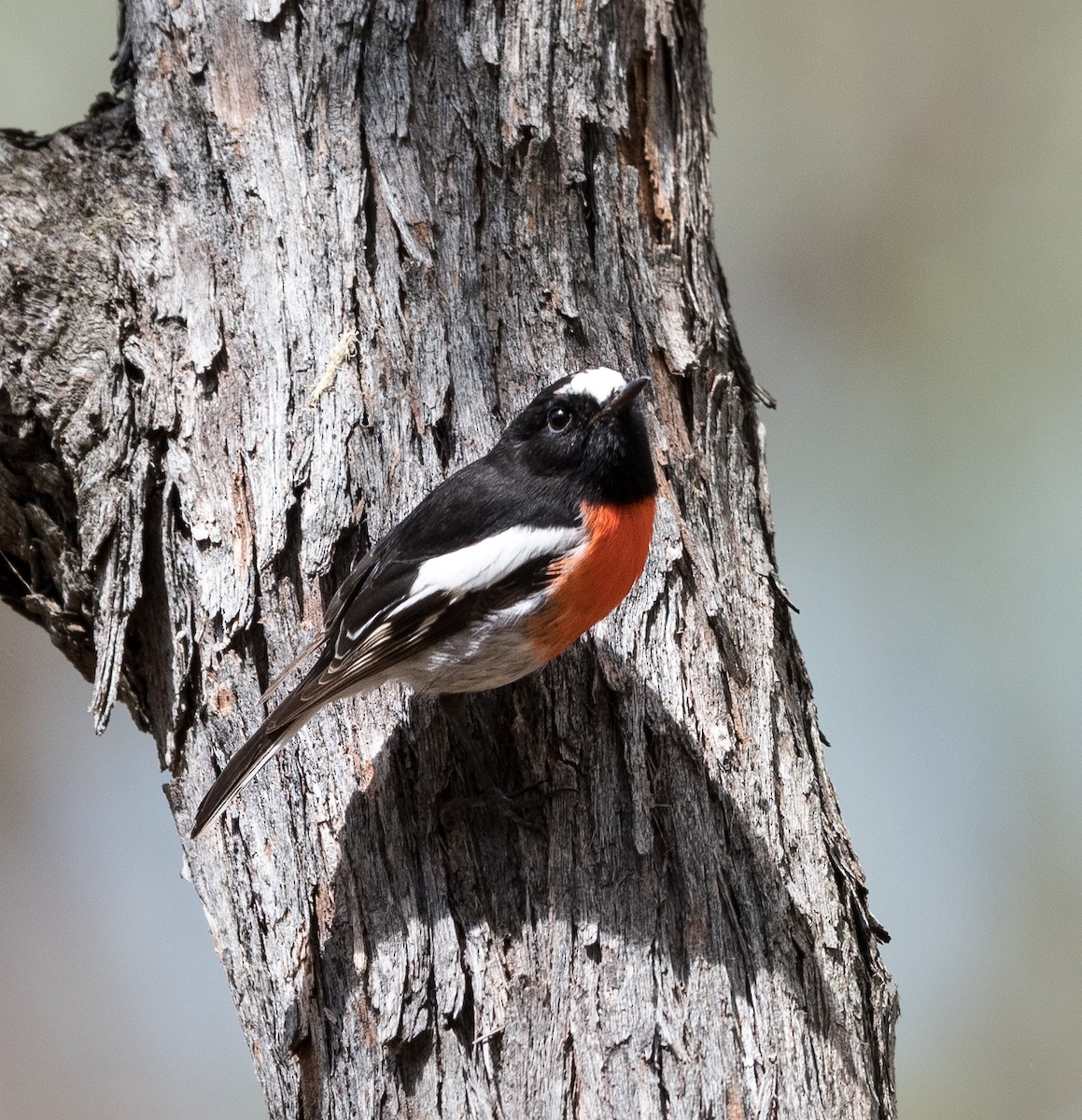 Scarlet Robin - ML542904831