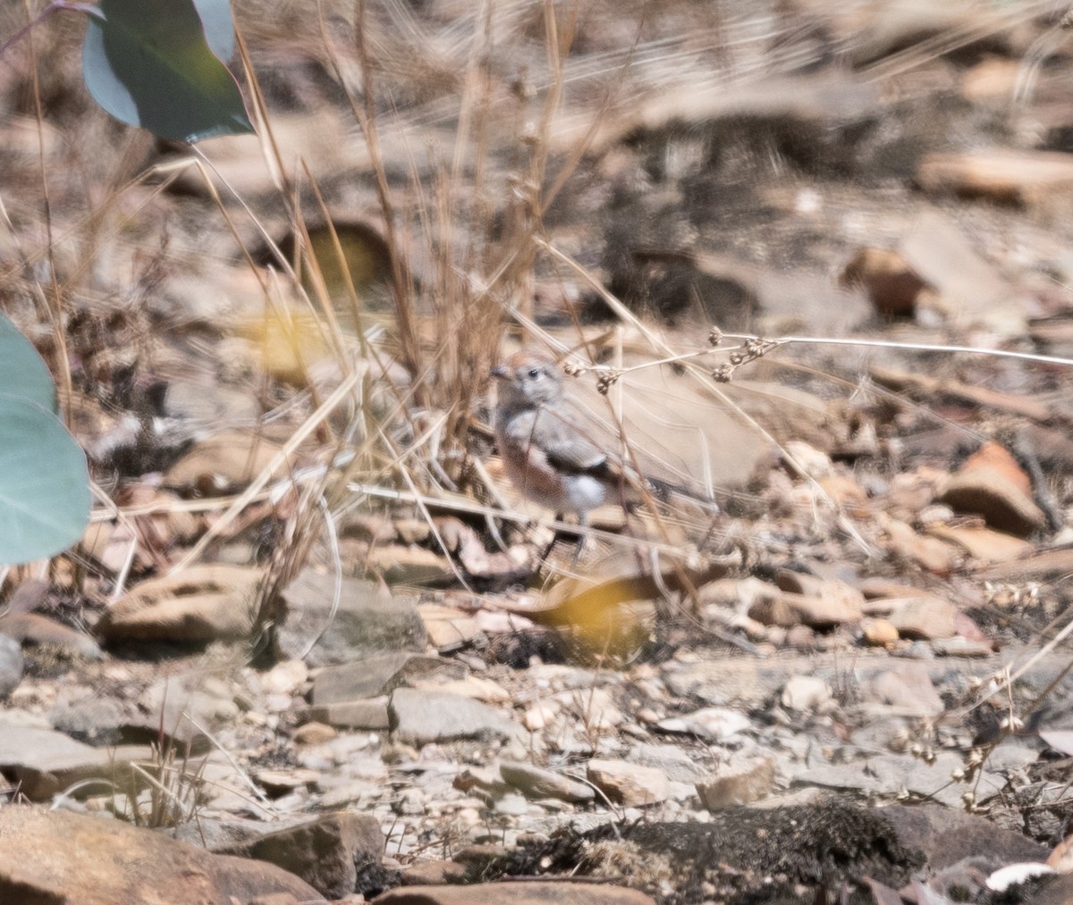 Red-capped Robin - ML542904841