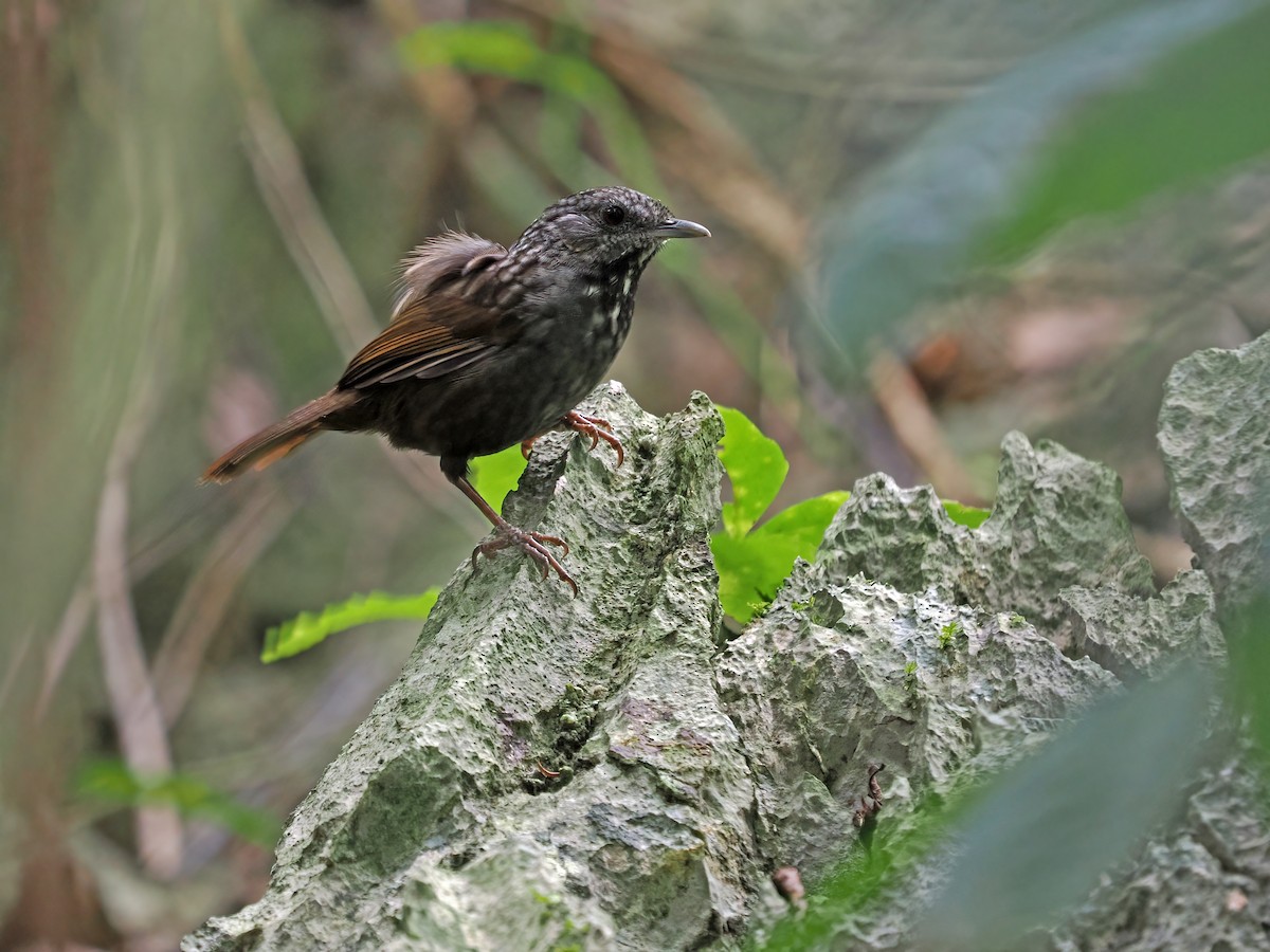 Annam Limestone Babbler - James Eaton