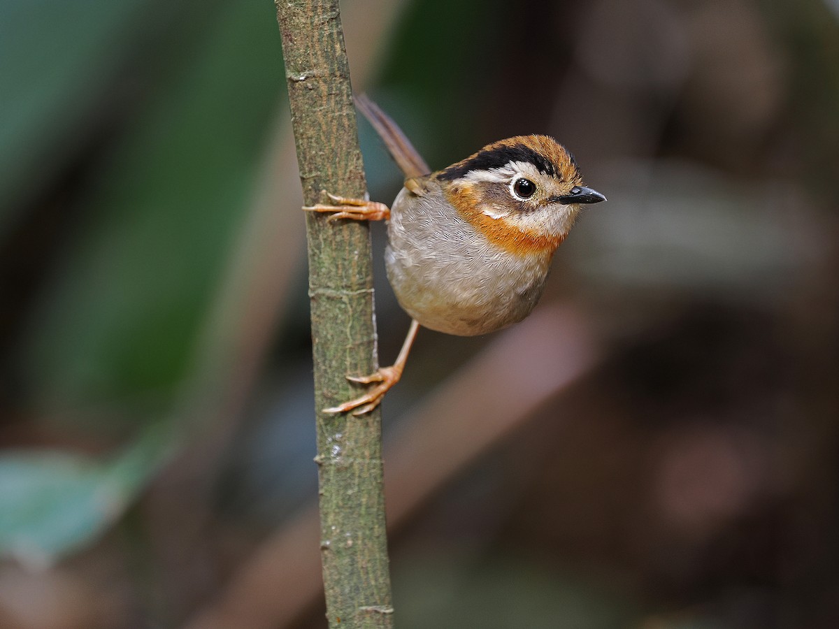 Rufous-throated Fulvetta - ML542905561