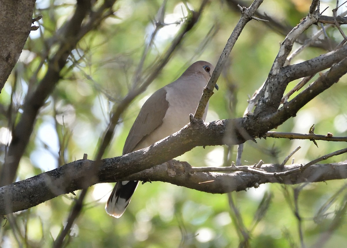 White-tipped Dove - Michiel Oversteegen