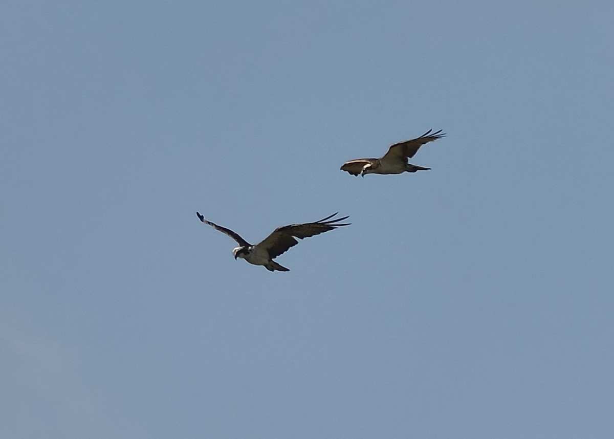 Águila Pescadora - ML542907821