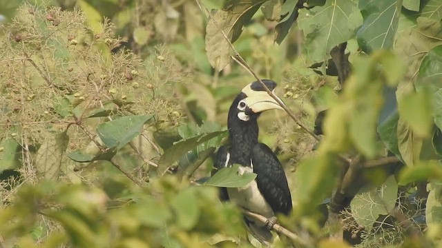 Malabar Pied-Hornbill - ML542908411