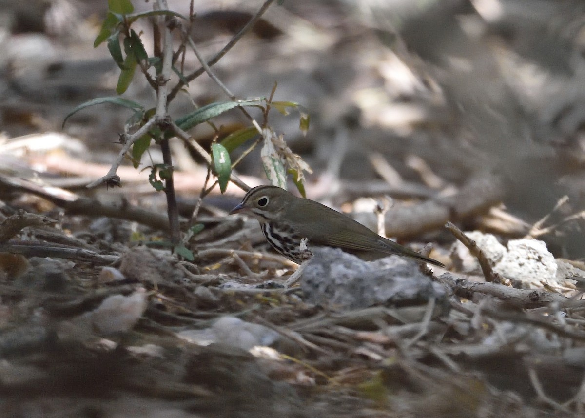 Ovenbird - Michiel Oversteegen