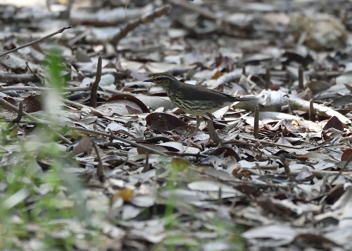 Northern Waterthrush - ML542908571