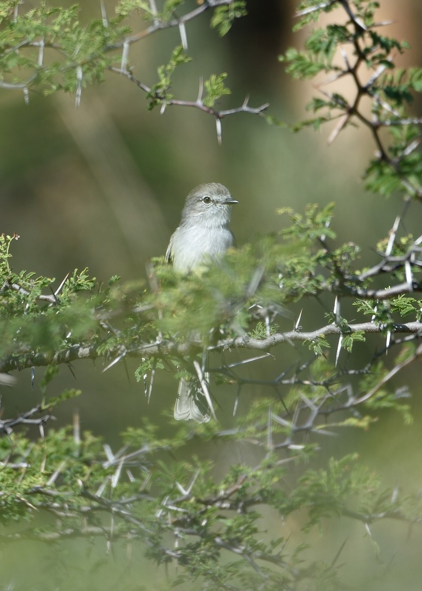 Northern Scrub-Flycatcher - Michiel Oversteegen