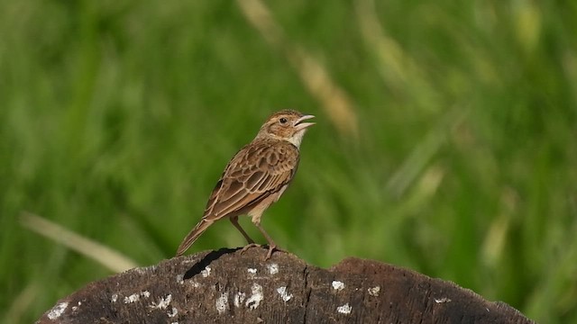 Singing Bushlark - ML542908721