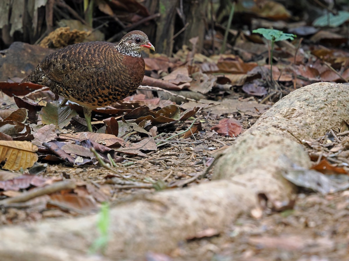 Scaly-breasted Partridge (Tonkin) - James Eaton
