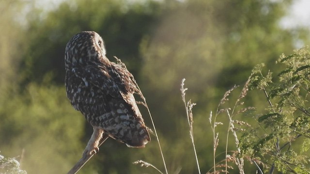 Short-eared Owl - ML542910961