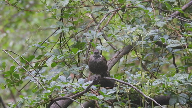 Remolinera Araucana - ML542911421