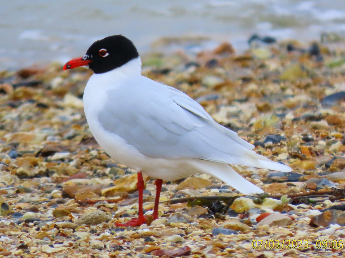 Gaviota Cabecinegra - ML542911671