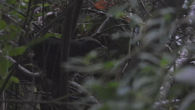 Schwarzkehltapaculo - ML542911831