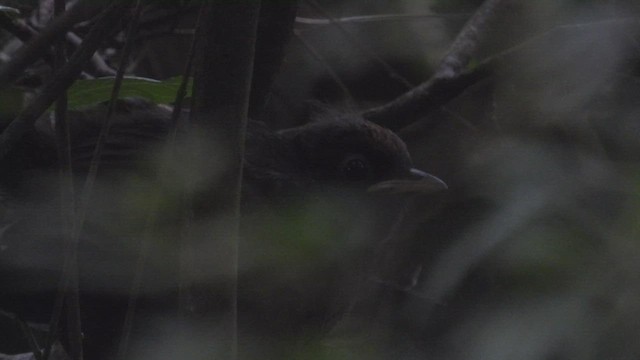 Schwarzkehltapaculo - ML542912061