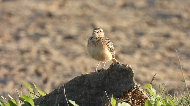 Orientfeldlerche - ML542912251