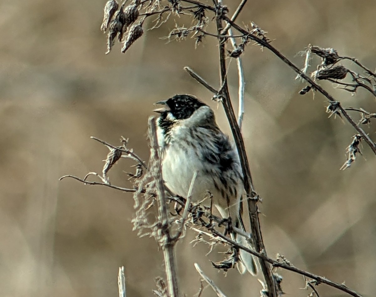 Reed Bunting - ML542912881