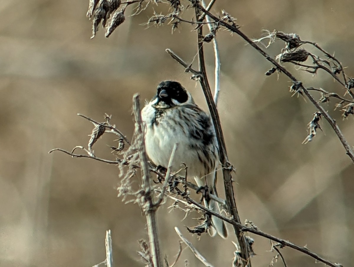 Reed Bunting - ML542912901