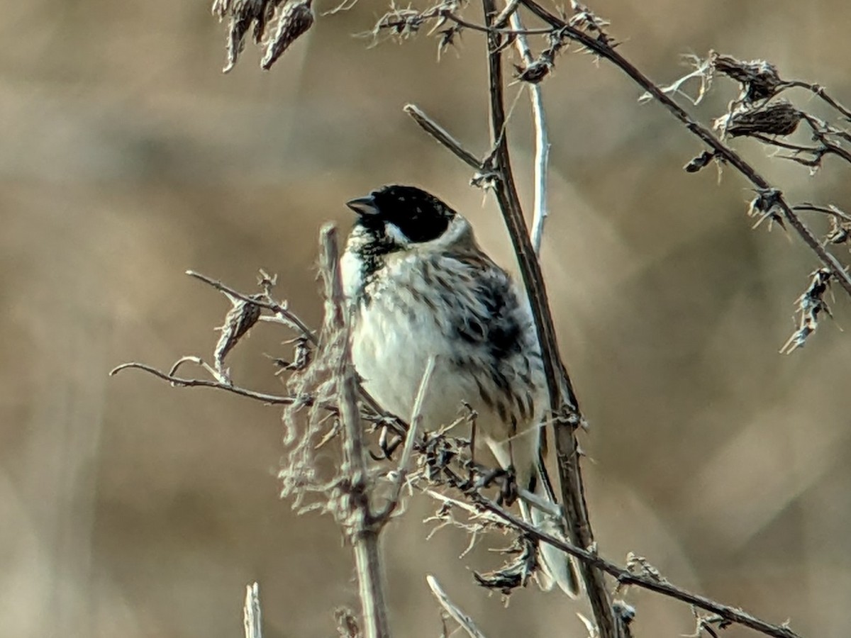 Reed Bunting - ML542912911