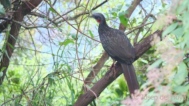 Band-tailed Guan - ML542913351