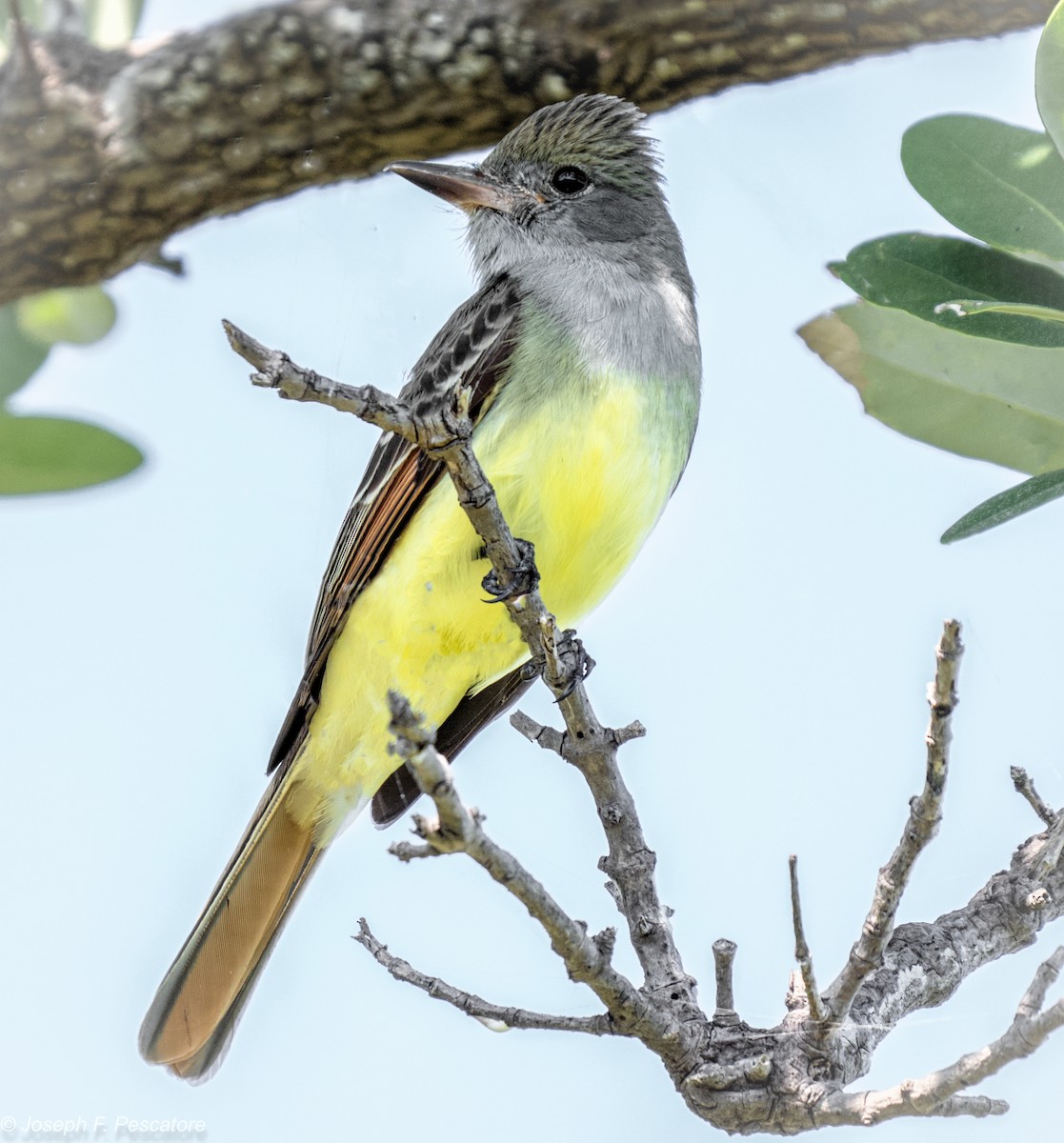 Great Crested Flycatcher - ML54291441