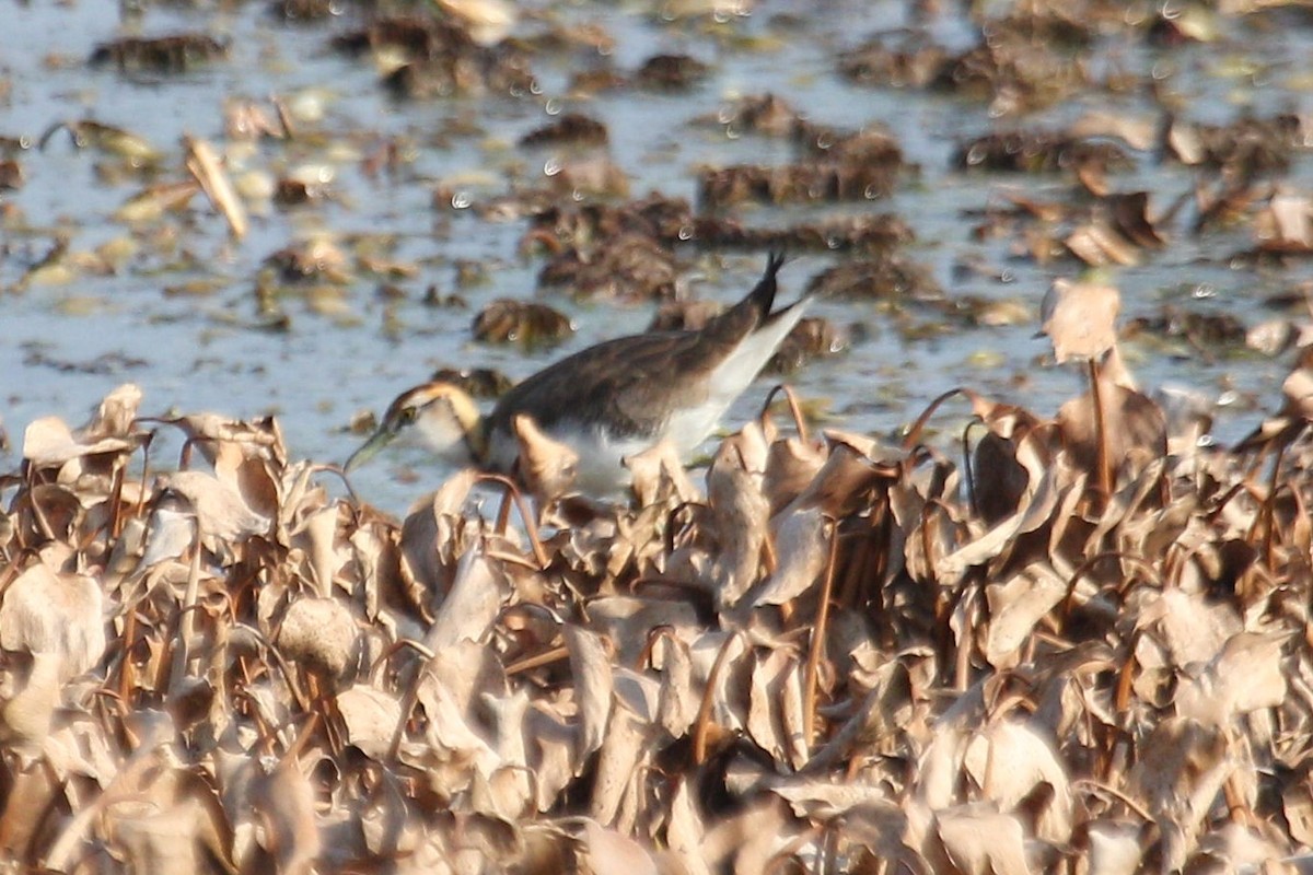 Pheasant-tailed Jacana - ML542914691