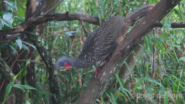 Band-tailed Guan - ML542915201