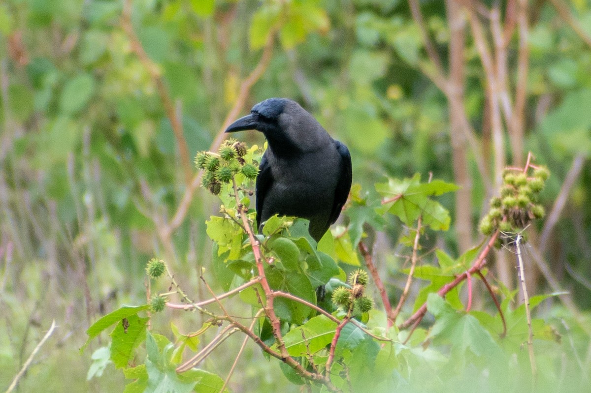 House Crow - ML542915731