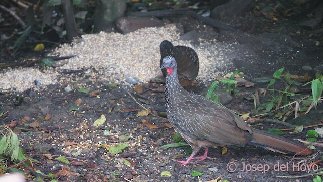 Band-tailed Guan - ML542916381