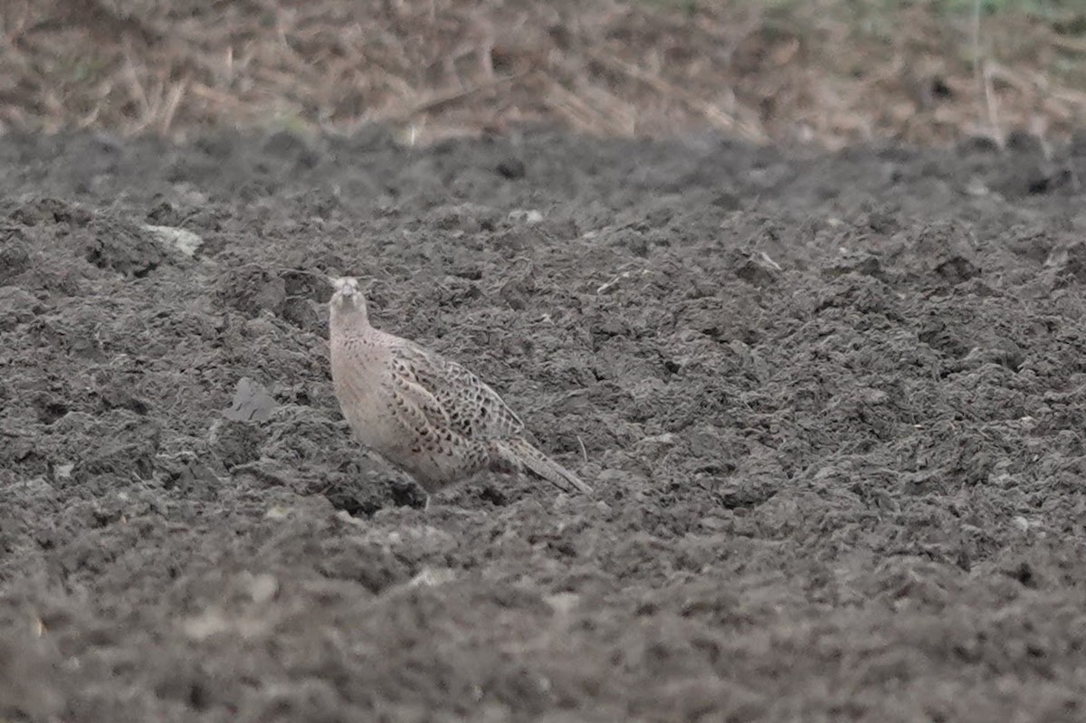 Ring-necked/Green Pheasant - ML542916731