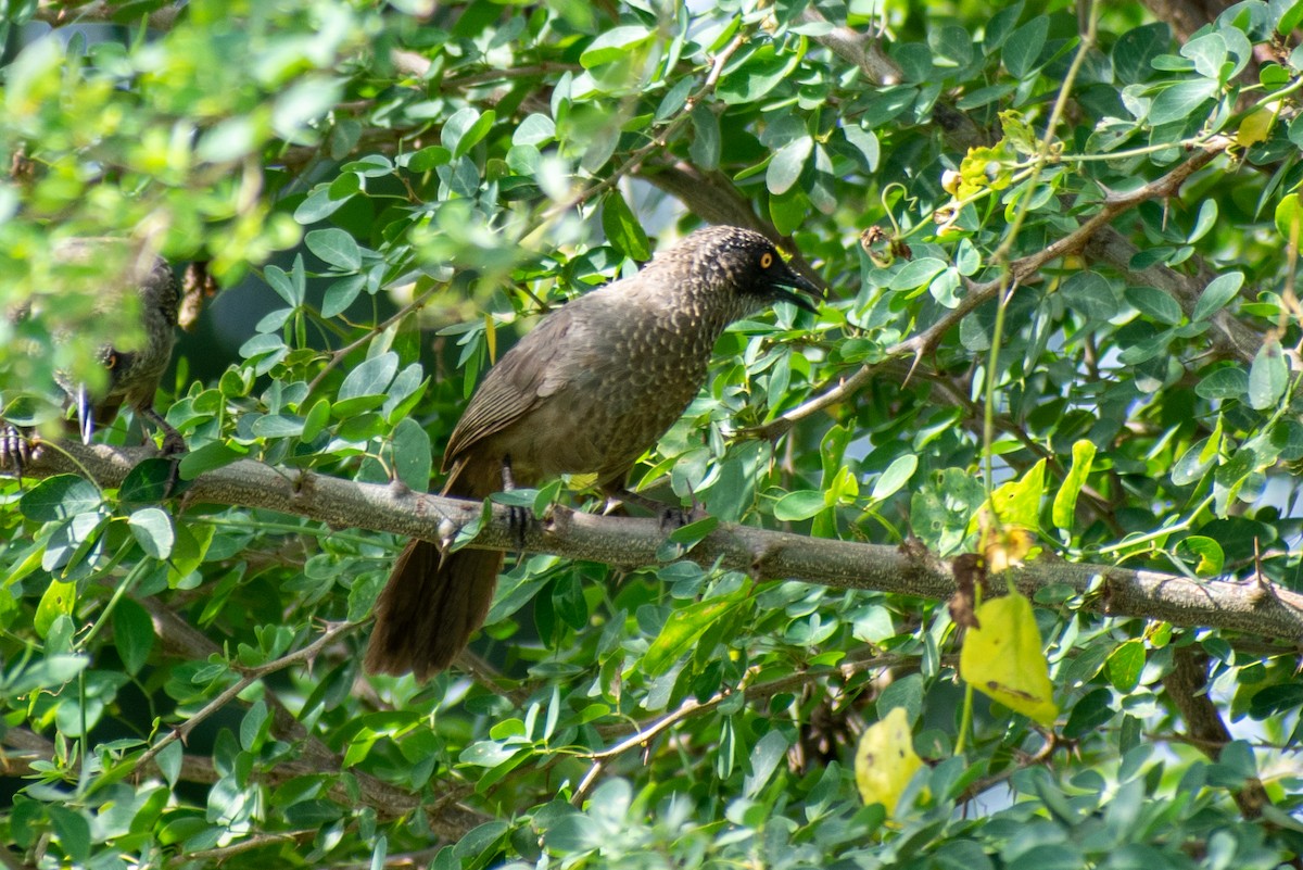 Scaly Babbler - ML542916841