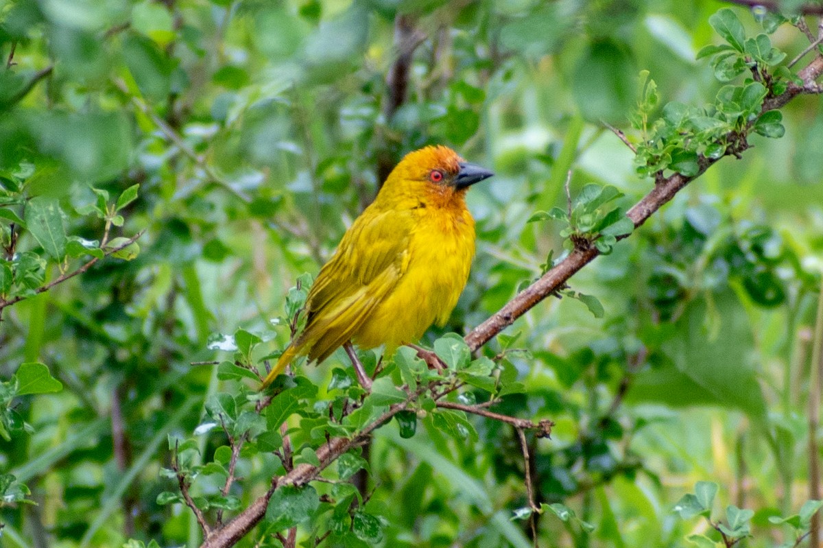 African Golden-Weaver - ML542917101