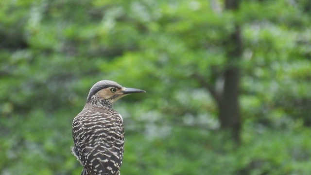 Чилийский дятел - ML542917551