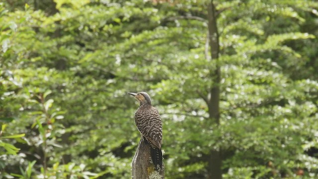 Чилийский дятел - ML542917561