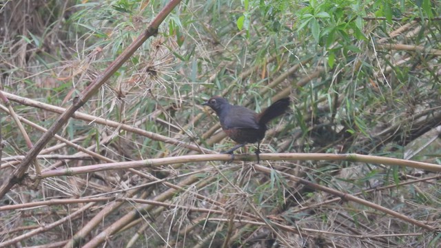 Black-throated Huet-huet - ML542917741