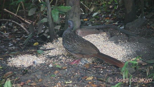 Band-tailed Guan - ML542917751