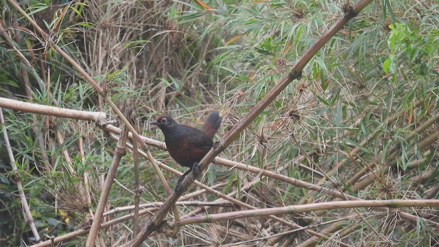 Black-throated Huet-huet - ML542917771