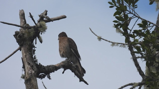 Chimango Caracara - ML542918441