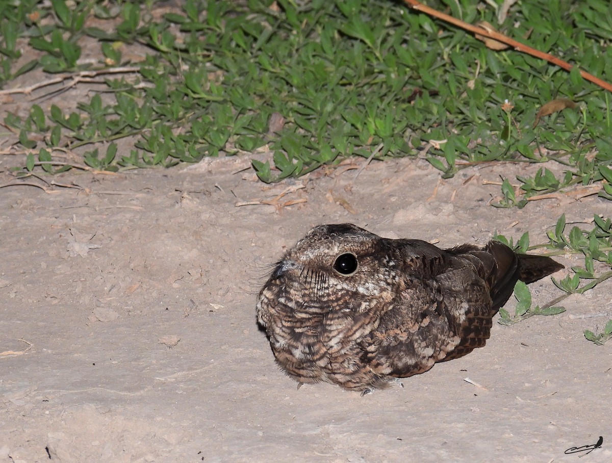 Scissor-tailed Nightjar - ML542919371