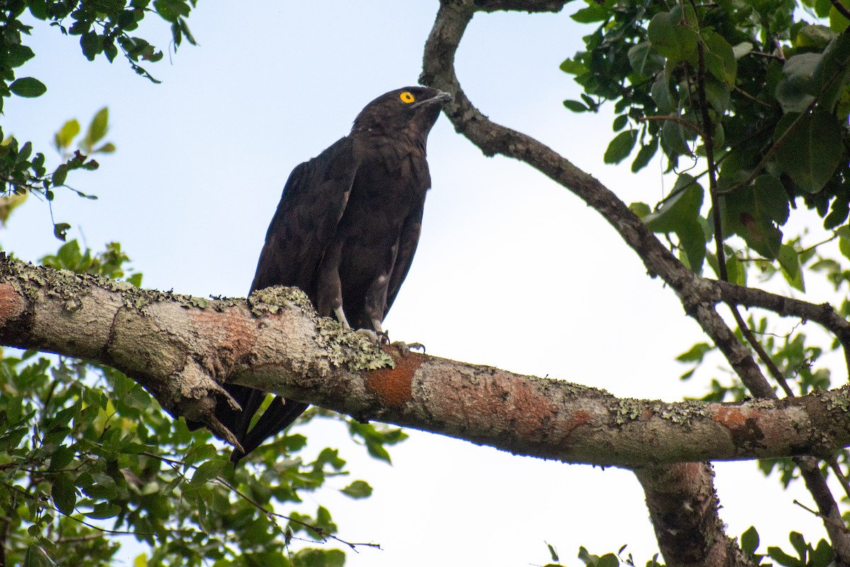 Fledermausadler - ML542919561