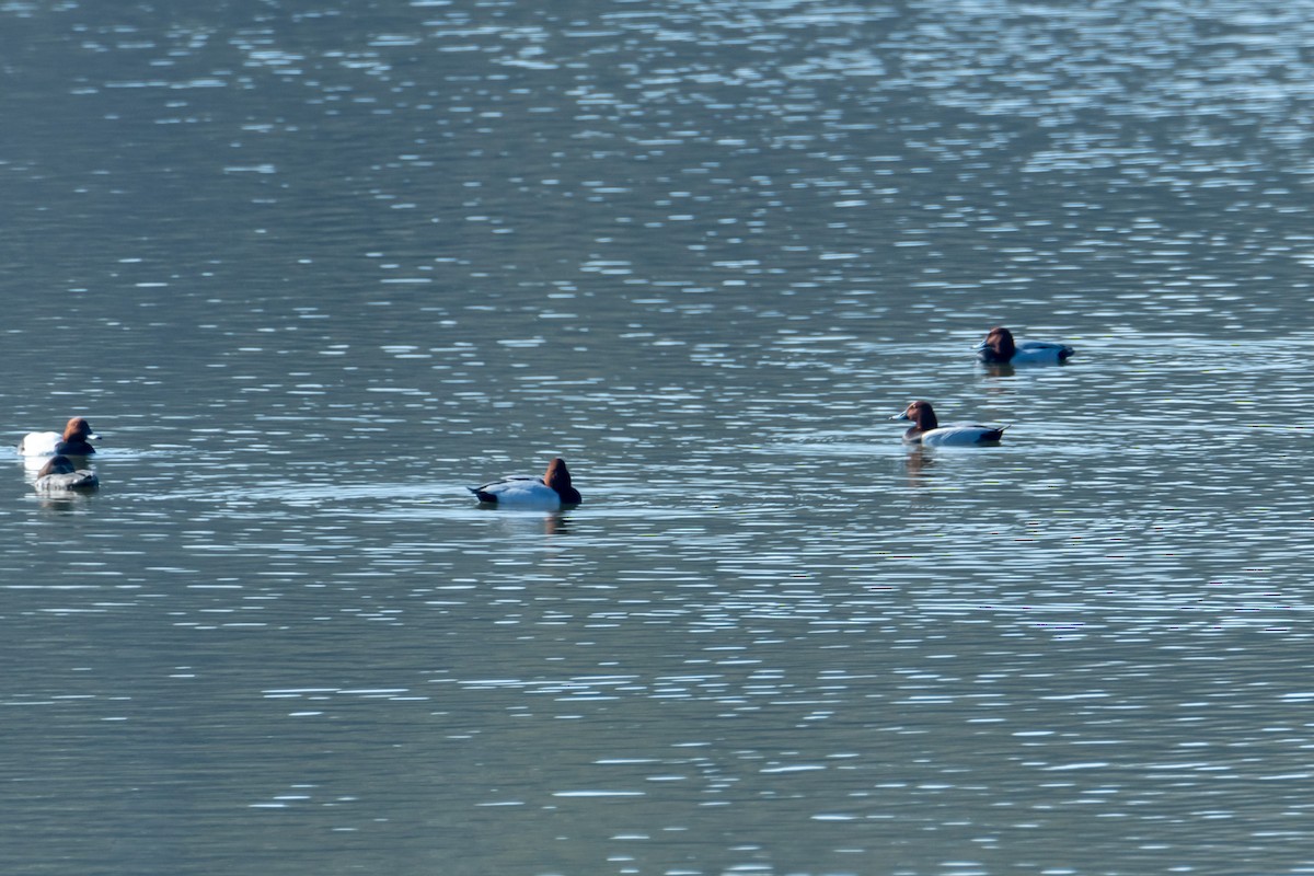 Common Pochard - ML542919631