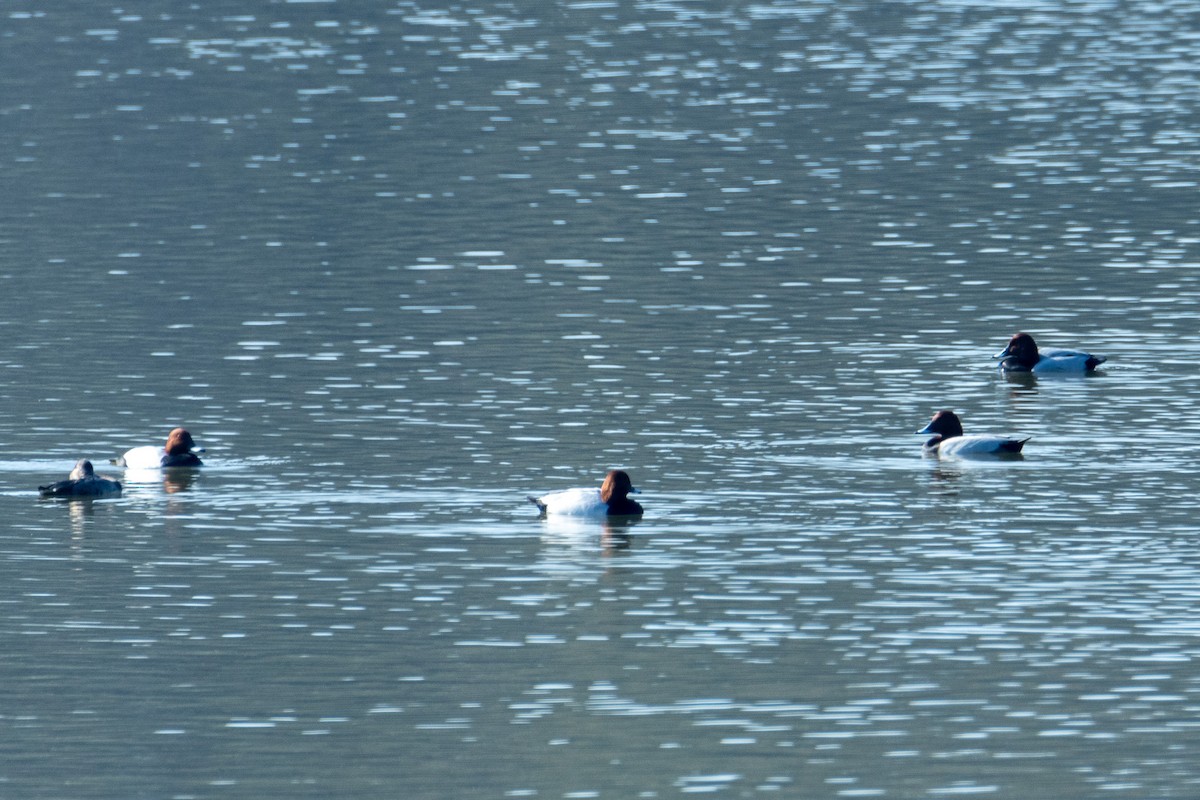 Common Pochard - ML542919641